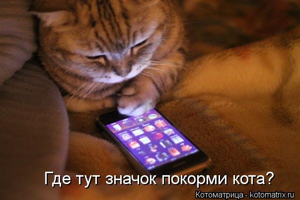 Котоматрица: Где тут значок покорми кота?