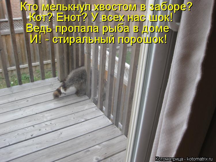 Котоматрица: Кто мелькнул хвостом в заборе? Кот? Енот? У всех нас шок! Ведь пропала рыба в доме И! - стиральный порошок!