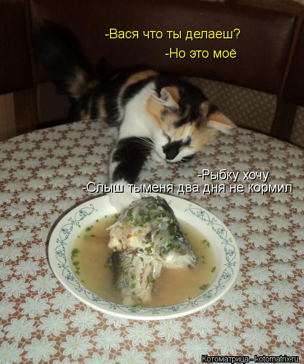 Котоматрица: -Вася что ты делаеш? -Рыбку хочу -Но это моё -Слыш тыменя два дня не кормил