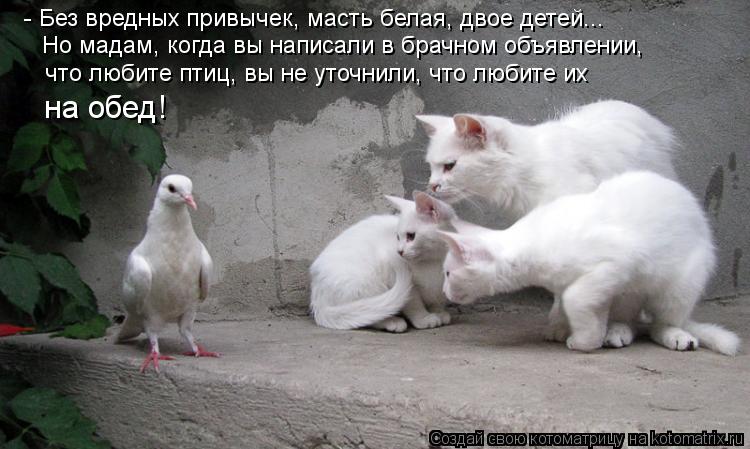 Котоматрица: - Без вредных привычек, масть белая, двое детей... Но мадам, когда вы написали в брачном объявлении, что любите птиц, вы не уточнили, что любите