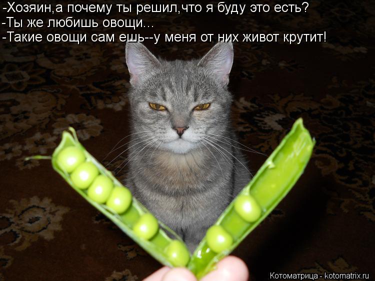 Котоматрица: -Хозяин,а почему ты решил,что я буду это есть? -Ты же любишь овощи... -Такие овощи сам ешь--у меня от них живот крутит!