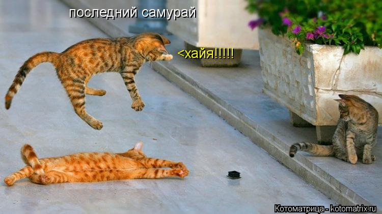 Котоматрица: последний самурай <хайя!!!!!