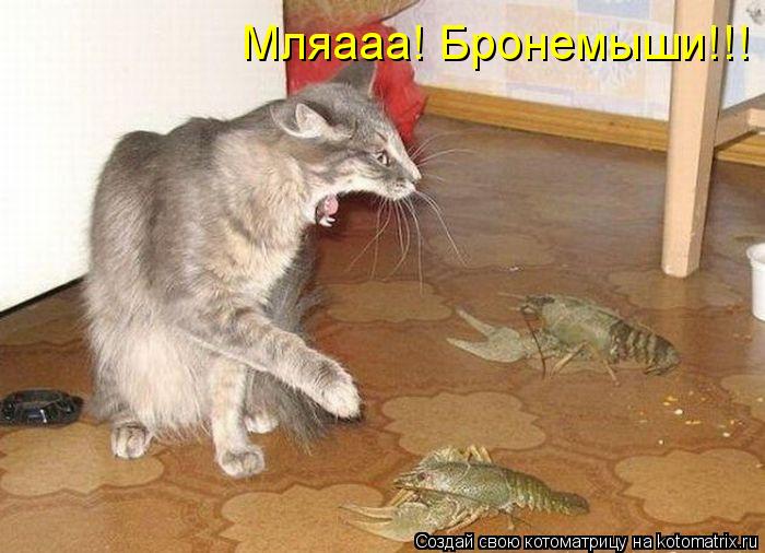 Мляааа! Бронемыши!!!... Котоматрица: Мляааа! Бронемыши!!!