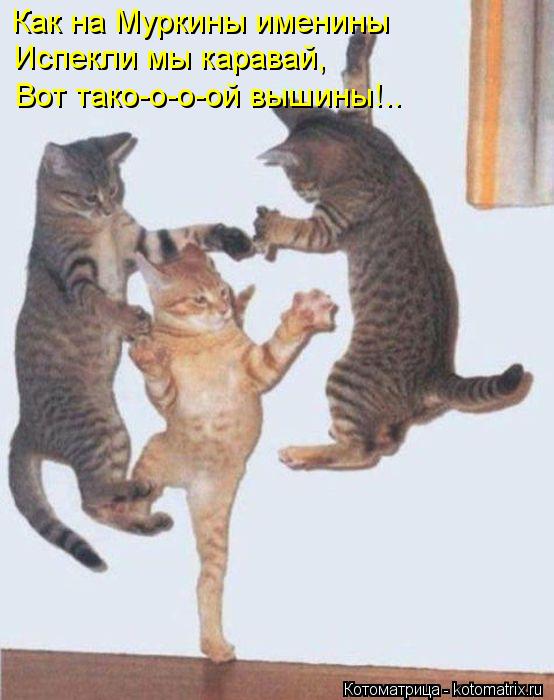 Котоматрица: Как на Муркины именины Испекли мы каравай, Вот тако-о-о-ой вышины!..