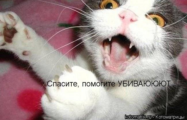 Котоматрица: Спасите, помогите УБИВАЮЮЮТ