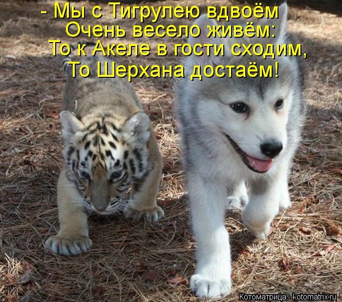 Котоматрица: - Мы с Тигрулею вдвоём Очень весело живём: То к Акеле в гости сходим, То Шерхана достаём!