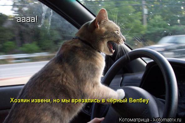 Котоматрица: аааа! Хозяин извени, но мы врезались в чёрный Bentley