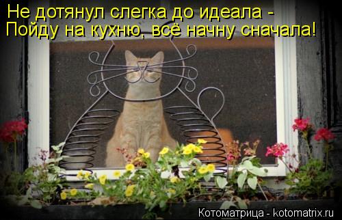 Не дотянул слегка до идеала - Пойду на кухню, всё начну сначала!... Котоматрица: Не дотянул слегка до идеала - Пойду на кухню, всё начну сначала!
