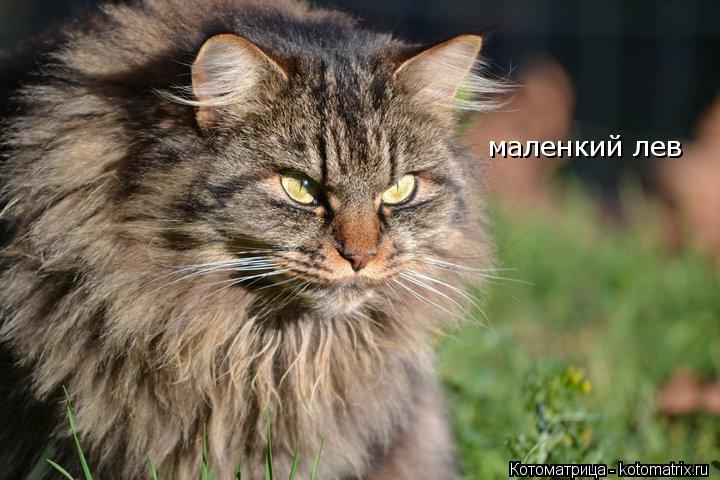 Котоматрица: маленкий лев