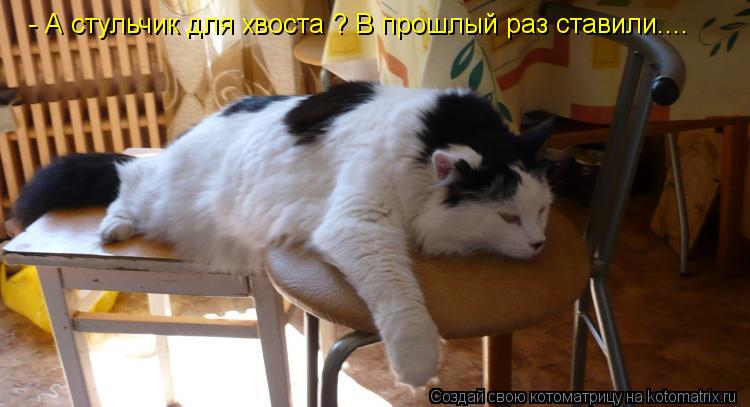 Котоматрица: - А стульчик для хвоста ? В прошлый раз ставили....