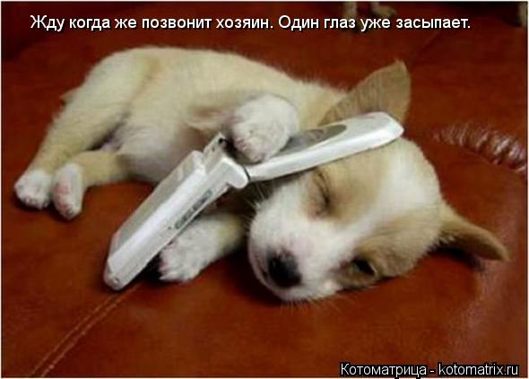Котоматрица: Жду когда же позвонит хозяин. Один глаз уже засыпает.