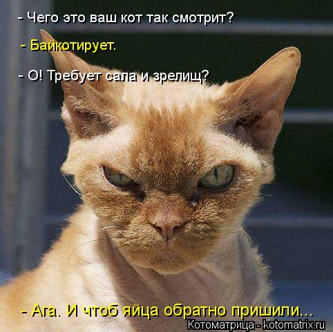 Котоматрица: - Чего это ваш кот так смотрит? - Байкотирует. - О! Требует сала и зрелищ? - Ага. И чтоб яйца обратно пришили...