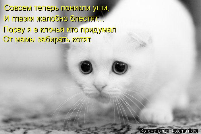 Котоматрица: Совсем теперь поникли уши, И глазки жалобно блестят... Порву я в клочья кто придумал От мамы забирать котят.