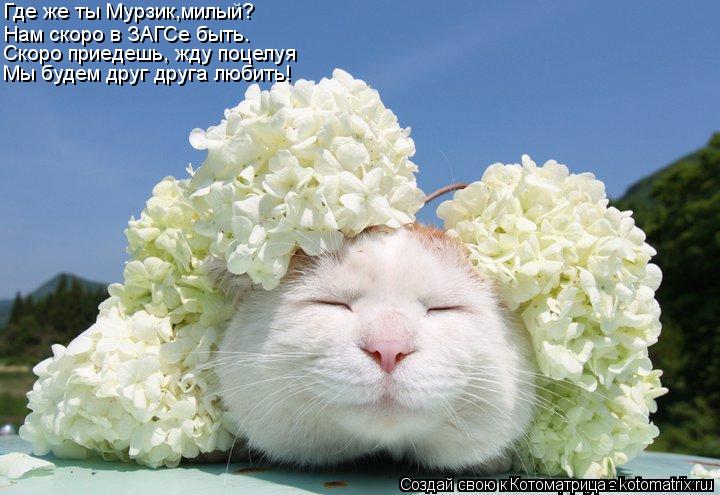 Котоматрица: Где же ты Мурзик,милый?  Нам скоро в ЗАГСе быть. Скоро приедешь, жду поцелуя Мы будем друг друга любить!