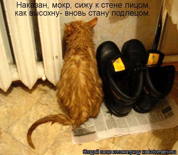 Котоматрица: Наказан, мокр, сижу к стене лицом,  как высохну- вновь стану подлецом.