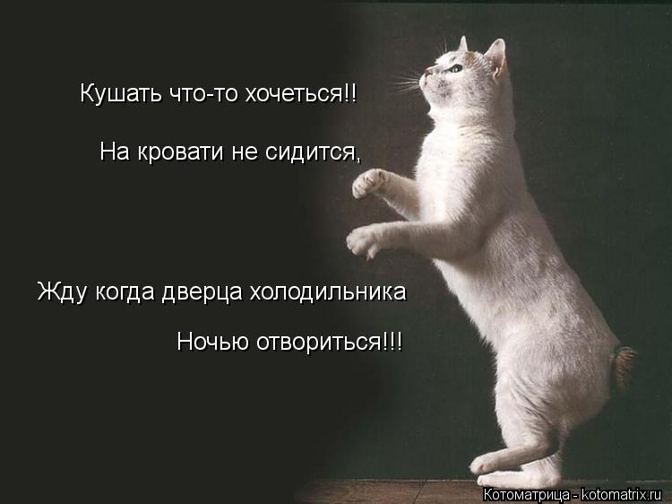 Котоматрица: Кушать что-то хочеться!! На кровати не сидится, Жду когда дверца холодильника Ночью отвориться!!!