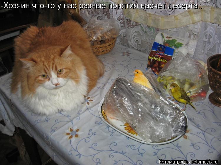 Котоматрица: -Хозяин,что-то у нас разные понятия насчёт десерта...