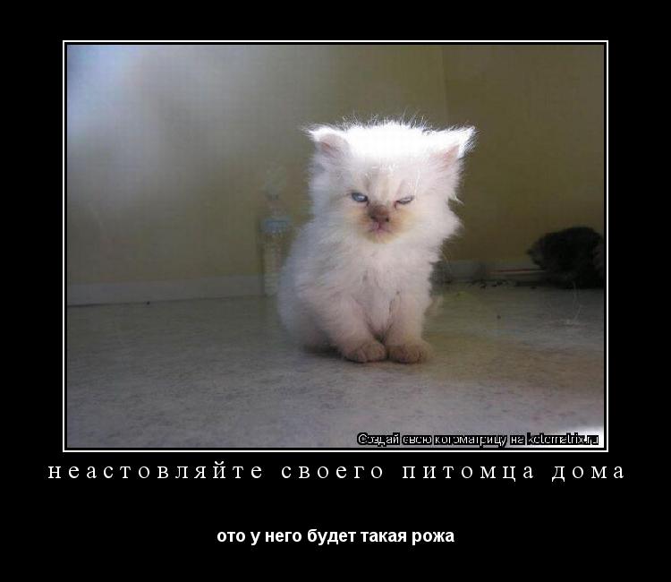 Котоматрица: неастовляйте своего питомца дома ото у него будет такая рожа