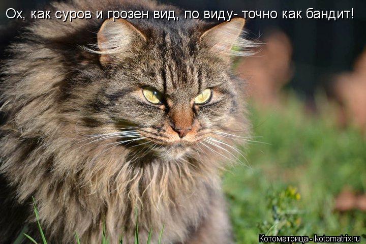 Котоматрица: Ох, как суров и грозен вид, по виду- точно как бандит!