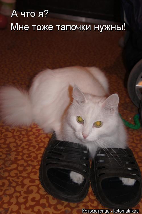 Котоматрица: А что я? Мне тоже тапочки нужны!