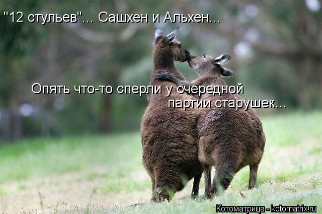 Котоматрица: "12 стульев"... Сашхен и Альхен... Опять что-то сперли у очередной  партии старушек...