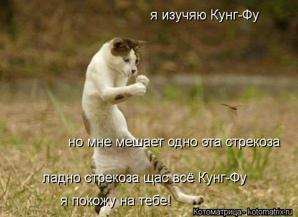 Котоматрица: я изучяю Кунг-Фу но мне мешает одно эта стрекоза ладно стрекоза щас всё Кунг-Фу  я покожу на тебе!