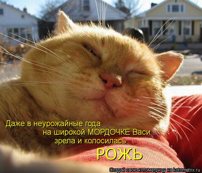 Котоматрица: Даже в неурожайные года зрела и колосилась на широкой МОРДОЧКЕ Васи РОЖЬ