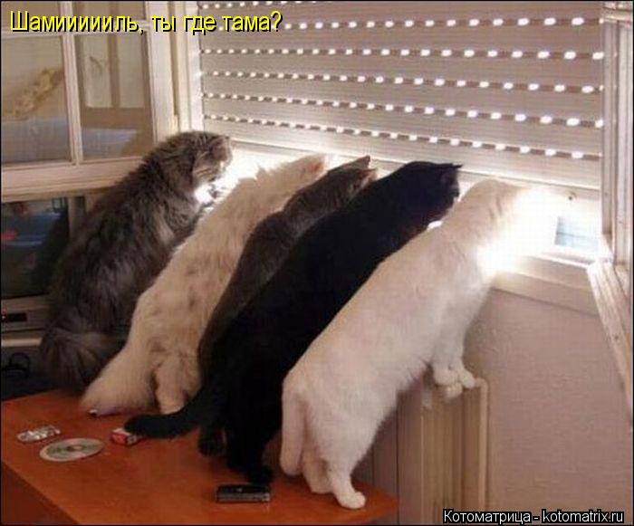 Котоматрица: Шамиииииль, ты где тама?