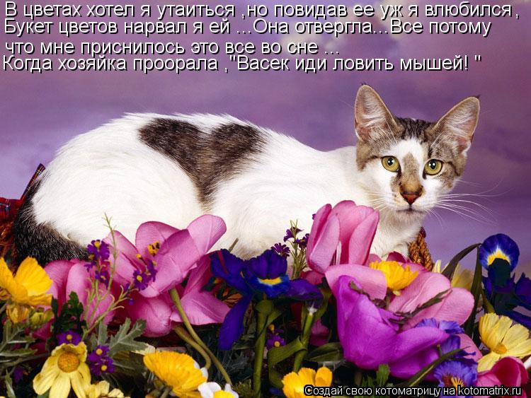 Котоматрица: В цветах хотел я утаиться ,но повидав ее уж я влюбился , Букет цветов нарвал я ей ...Она отвергла...Все потому что мне приснилось это все во сне 