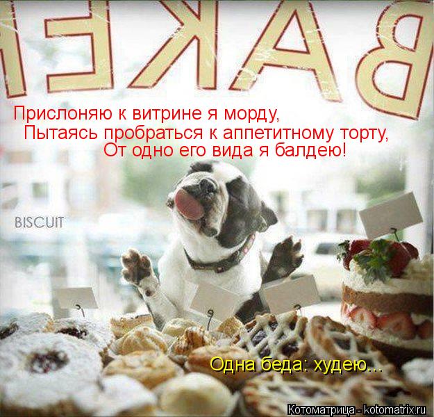 Котоматрица: Прислоняю к витрине я морду, Пытаясь пробраться к аппетитному торту, От одно его вида я балдею! Одна беда: худею...