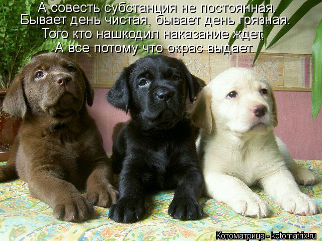 Котоматрица: А совесть субстанция не постоянная. Бывает день чистая, бывает день грязная. Того кто нашкодил наказание ждет, А все потому что окрас выдает