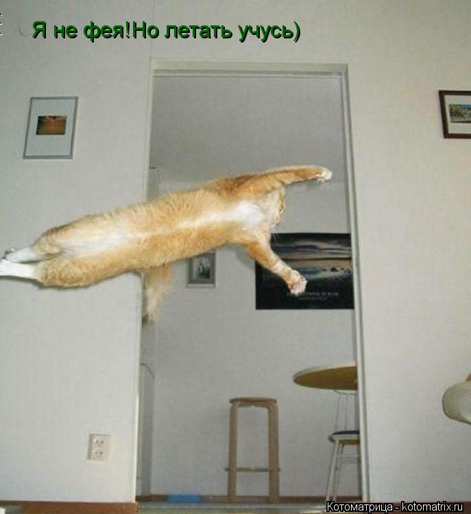 Котоматрица: Я не фея!Но летать учусь)