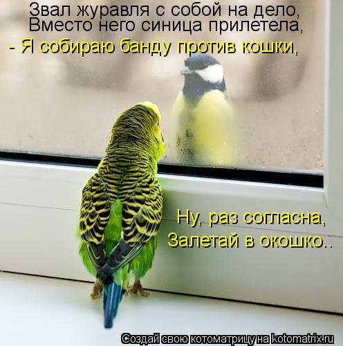 Котоматрица: - Я собираю банду против кошки, Ну, раз согласна, Залетай в окошко.. Звал журавля с собой на дело, Вместо него синица прилетела,