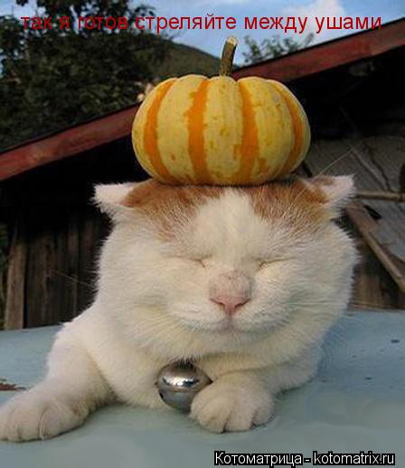 Котоматрица: так я готов стреляйте между ушами