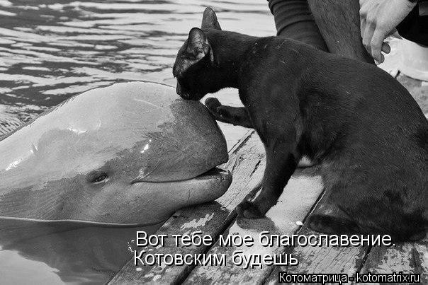 Котоматрица: Вот тебе мое благославение. Котовским будешь