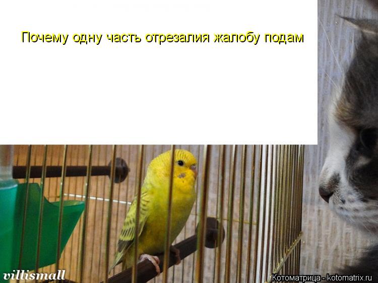 Котоматрица: Почему одну часть отрезалия жалобу подам