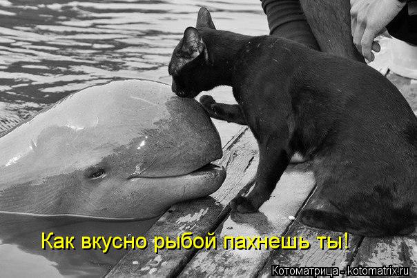 Котоматрица: Как вкусно рыбой пахнешь ты!