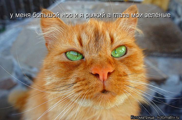 Котоматрица: у меня большой нос и я рыжий а глаза мои зелёные