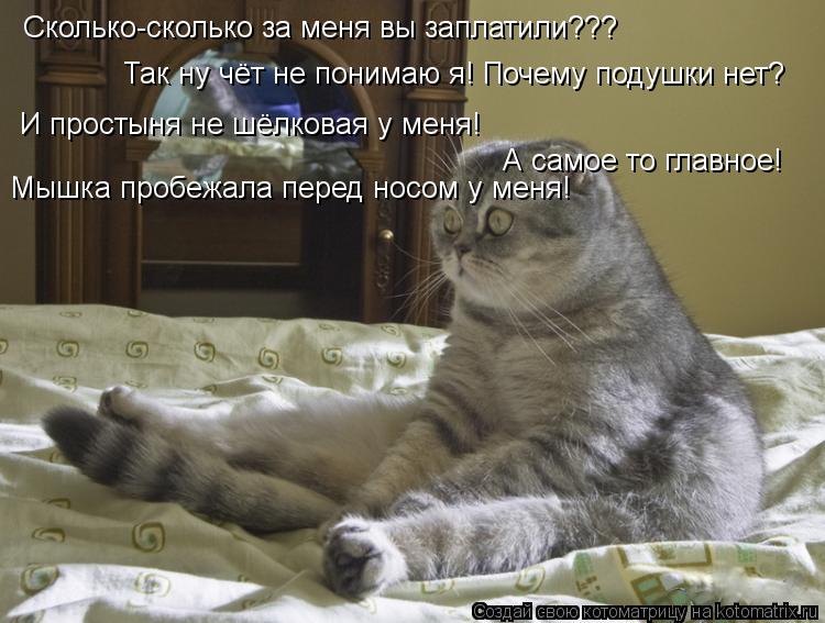 Котоматрица: Сколько-сколько за меня вы заплатили???  Так ну чёт не понимаю я! Почему подушки нет?   И простыня не шёлковая у меня! А самое то главное!  Мышка 