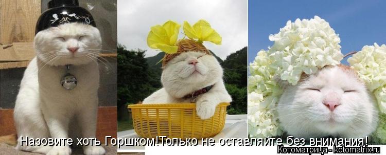 Котоматрица: Назовите хоть Горшком!Только не оставляйте без внимания!