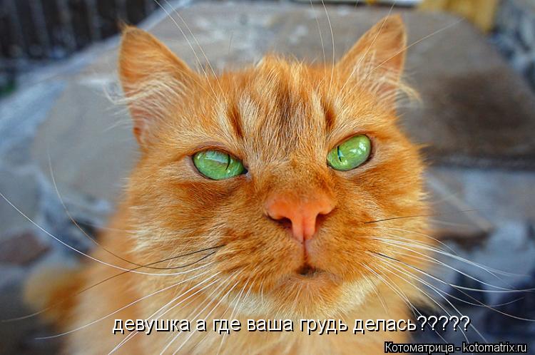Котоматрица: девушка а где ваша грудь делась?????