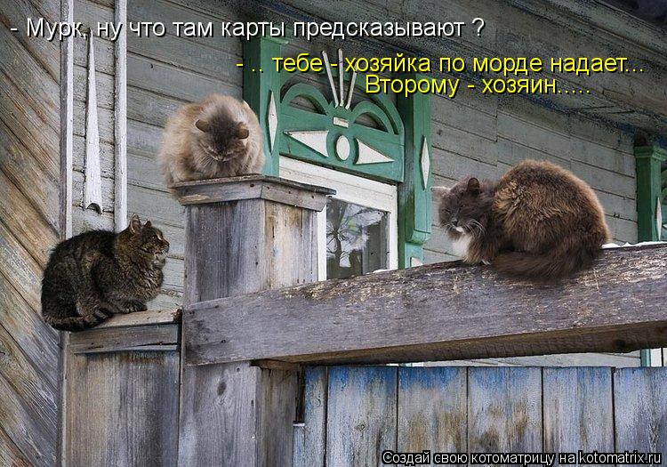 Котоматрица: - Мурк, ну что там карты предсказывают ? - .. тебе - хозяйка по морде надает...  Второму - хозяин.....