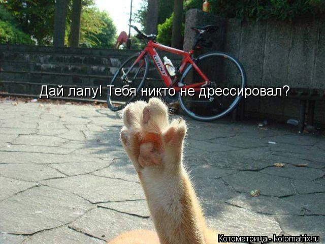 Дай лапу! Тебя никто не дрессировал?... Котоматрица: Дай лапу! Тебя никто не дрессировал?