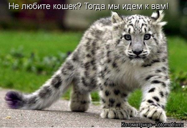 Котоматрица: Не любите кошек? Тогда мы идем к вам!