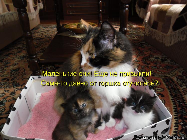 Маленькие они! Еще не привыкли! Сама-то давно от горшка отучилась?... Котоматрица: Маленькие они! Еще не привыкли! Сама-то давно от горшка отучилась?