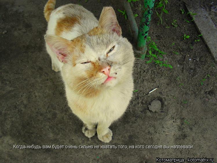 Котоматрица: ...Когда-нибудь вам будет очень сильно не хватать того, на кого сегодня вы наплевали..