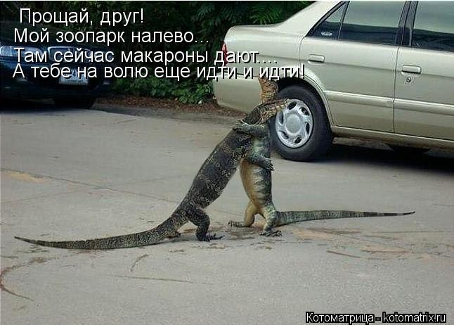 Котоматрица: Прощай, друг! Мой зоопарк налево... Там сейчас макароны дают.... А тебе на волю еще идти и идти!
