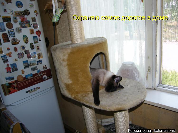 Котоматрица: Охраняю самое дорогое в доме