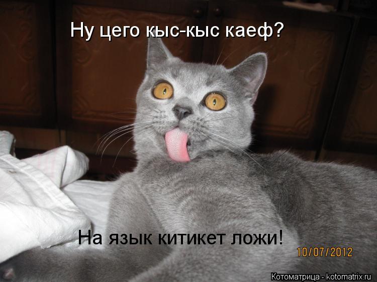 Ну цего кыс-кыс каеф? На язык китикет ложи!... Котоматрица: Ну цего кыс-кыс каеф? На язык китикет ложи!