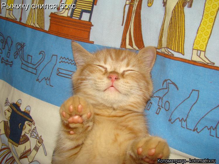 Котоматрица: Рыжику снился бокс